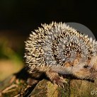 HedgehogAtNight