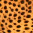 LeopardM