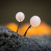 Slime Mold